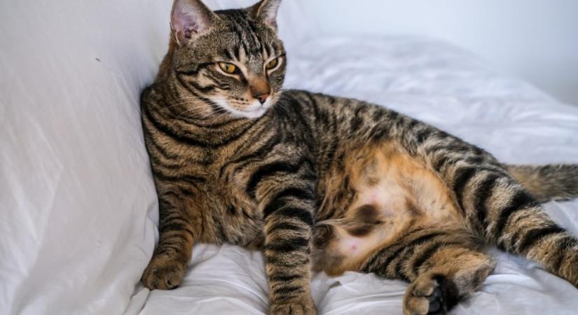 Mennyi ideig vemhes egy macska?