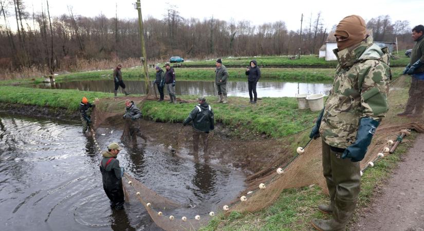 Hatvan éve hűséges a halakhoz a somogyi Aquaman