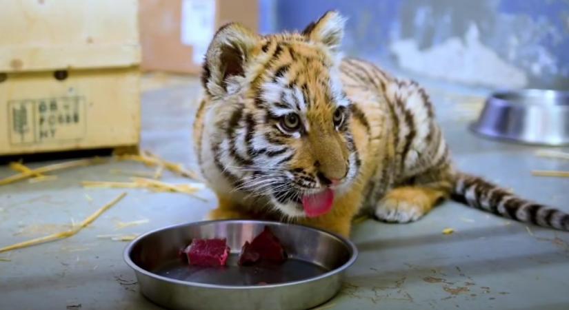 Elszakították anyjától, és szörnyű körülmények között tartották a tiszafüredi tigriskölyköt