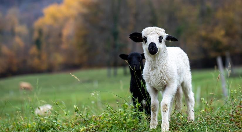 2026: a legelők és pásztorok éve