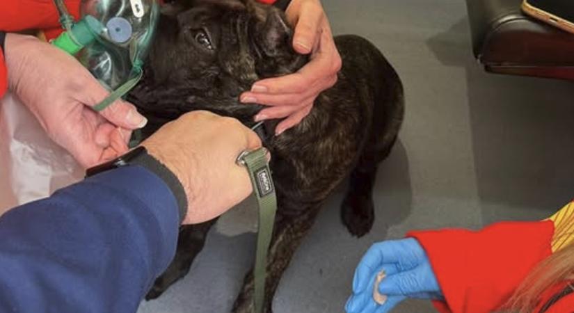 Lángoló lakásban rekedt egy kiskutya – összefogással mentették meg az életét