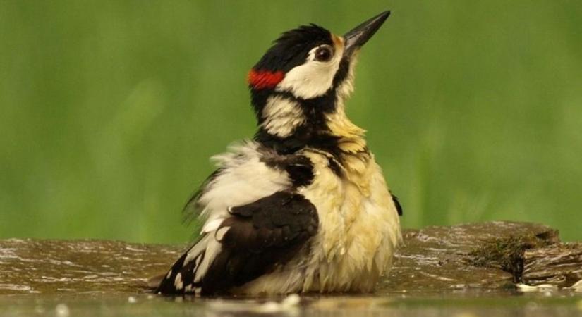 Kiderült, miért menekülnek az állatok a Maros-ártér elhagyott kertjeibe