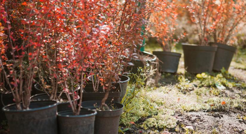 Ezeket a növényeket még megmentheti a kertben a fagykároktól
