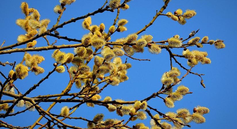 Szoros volt a verseny az Év fája szavazáson