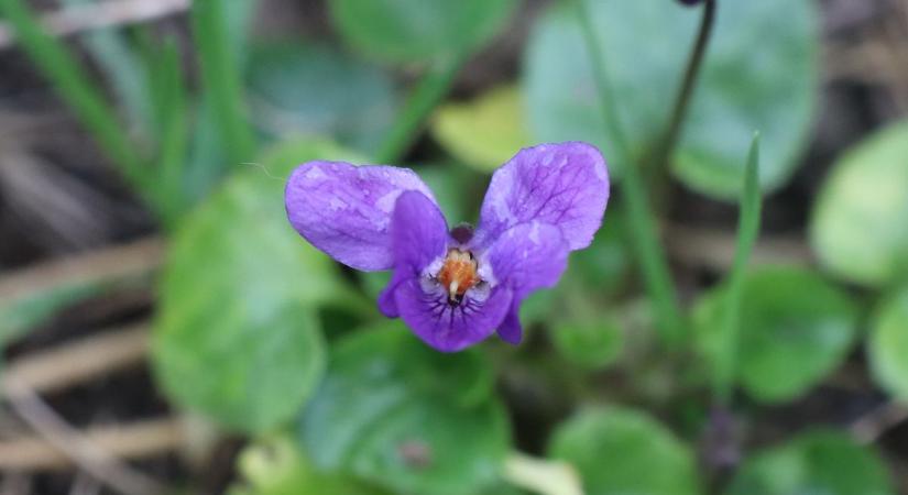 Hiába van december, egy makói kertben meglepő tavaszi virágra bukkantak