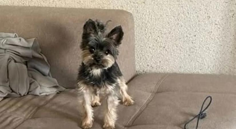 „Ő a mindenem!” – egymillió forint üti a markodat, ha hazaviszed ezt a kutyát