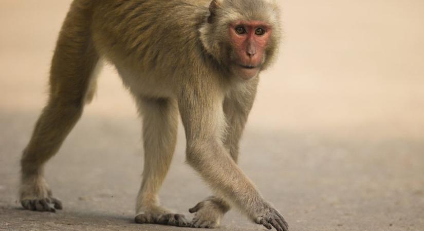 Emberhez méltó temetést kaptak ezek az ókori állatok