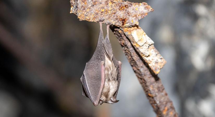 Denevérek százai között sétáltunk a föld alatt - ilyen egy téli denevér számlálás  videó