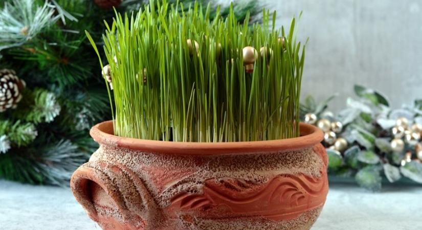 Luca napján miért kell búzát vetni?