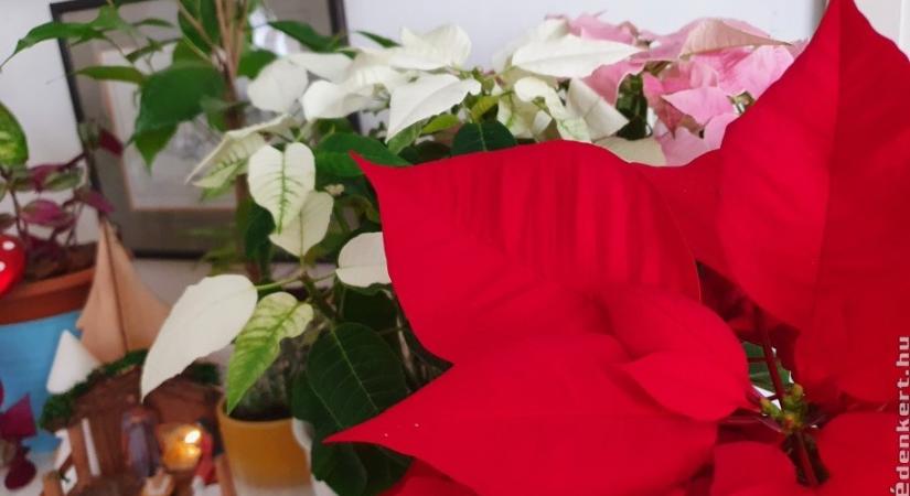 Mikulásvirág: mikor tilos megvenni?
