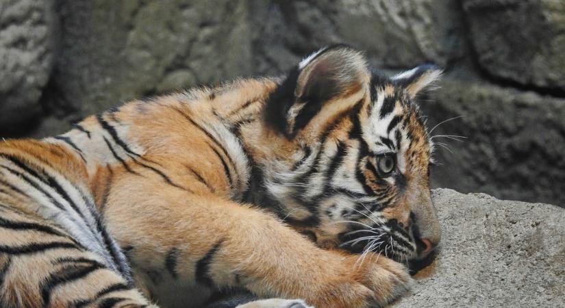 Megmutatták a tiszafüredi tigriskölyköt, így van most a vályogólban tartott nagymacska