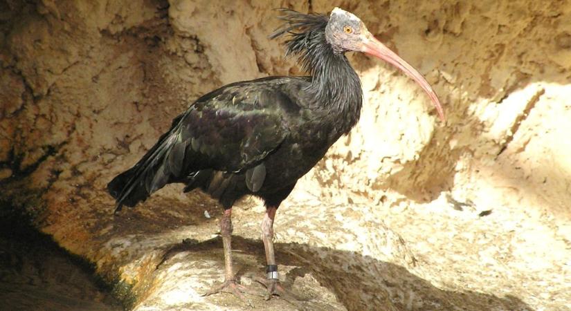 Veszélyeztetett tarvarjú szökött meg a fővárosi állatkertből