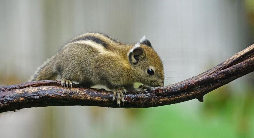 Videókon mutatjuk be a Bakony legújabb cuki és igencsak fürge lakóit, művészei a szökésnek