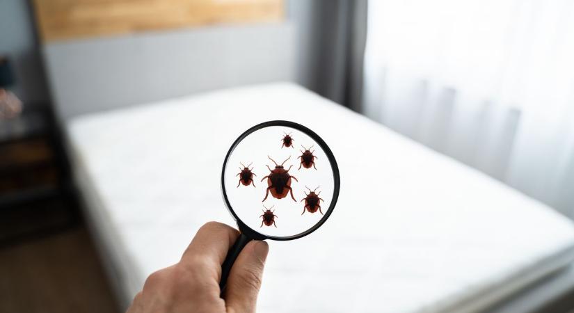 Vér az ágyban? Ez a rovar mindenkit átver, imád utazni és elrejtőzni a turkálók ruháiban