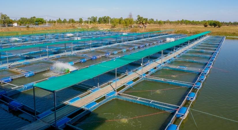 Hihetetlen módszert találtak a halbetegségek ellen