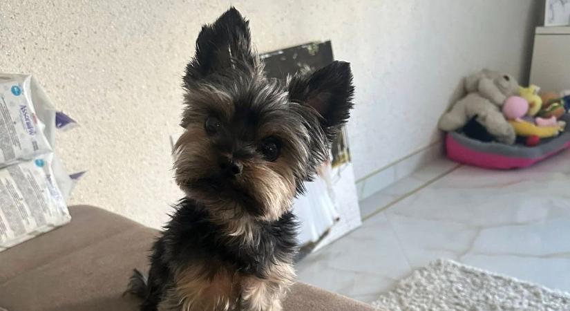 Eltűnt Lolácska, a fél város lázban ég az elveszett kutya ügye miatt