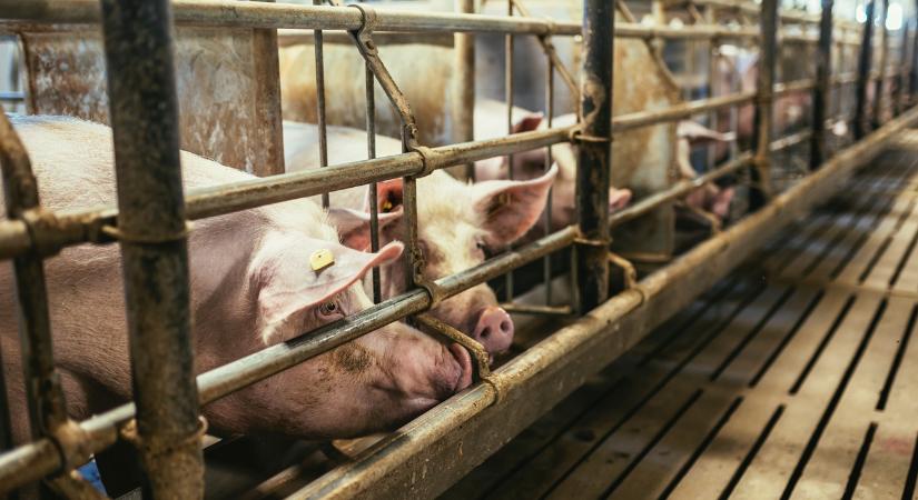 Szándékos sertéspestis-terjesztés gyanúja Lengyelországban – a legrosszabb forgatókönyv?