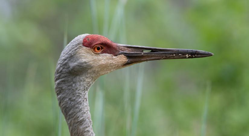Veszélyeztetett tarvarjú szökött meg a Fővárosi Állatkertből
