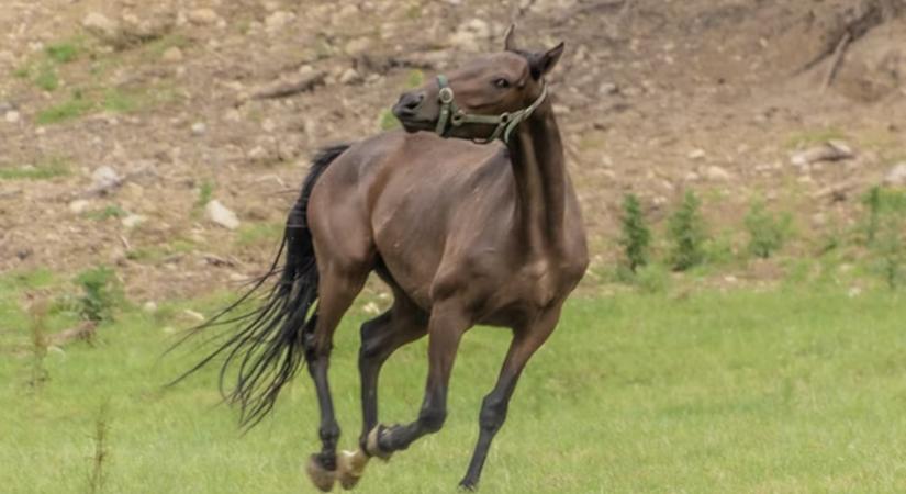 Mennyi lóerő van egy lóban? (Spoiler: jóval több mint hittük)
