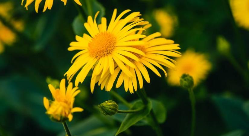 Sejtszinten befolyásolja az immunválaszt: mutatjuk mennyi mindenre jó ez a növény