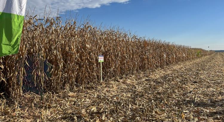 Egy új kukorica, amit melegben is melegen ajánlunk