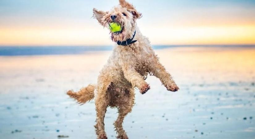 Keverék kutyák napja – Ha nem fontos a pedigré, adj egy esélyt!