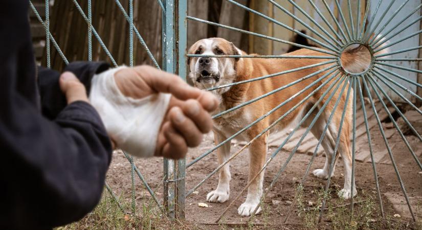 Kutyatámadás érte Boncz Editet, a Kutyatár elnökét kennelháború közben