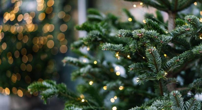 Az élelmes magyarok ilyen karácsonyfát vesznek: rengeteget spórolnak vele