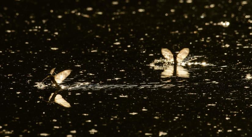 Jó szeme van a nőstényekhez egy kérészfajnak