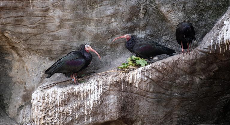 Megszökött egy veszélyeztetett tarvarjú a budapesti állatkertből