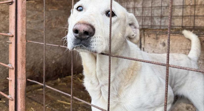Mikulás-vásár és kutyás örökbefogadó akció Sepsiszentgyörgy főterén