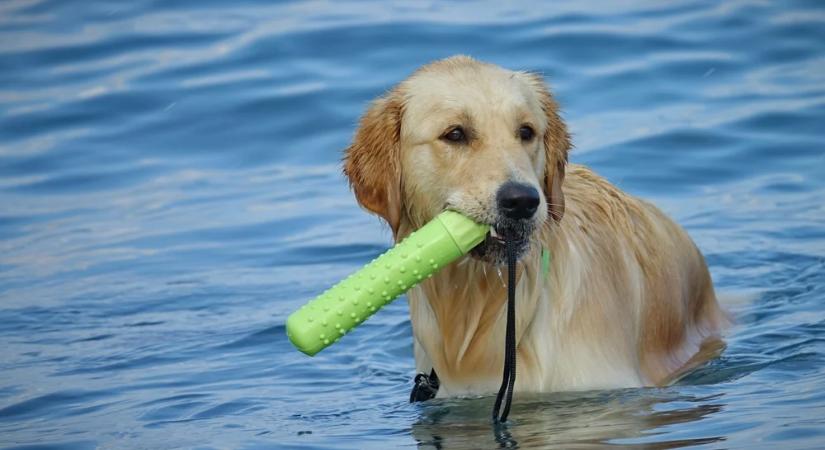 Ezek a sztárok már klónoztatták a kedvenceiket – voltak sokkoló eredmények is