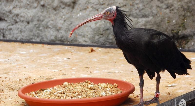 Meglépett egy tarvarjú az Állatkertből – Égre földre keresik