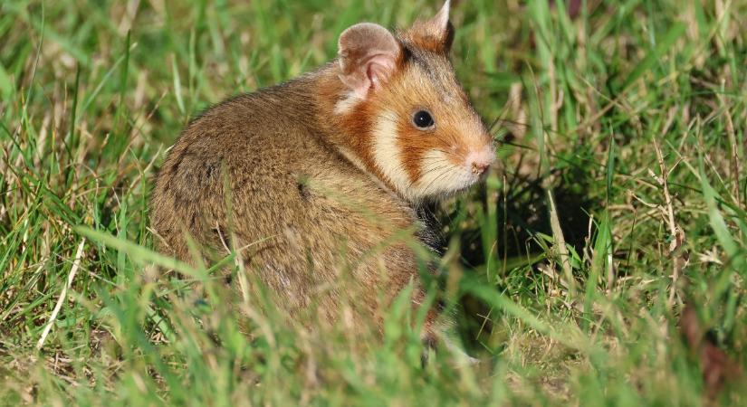 Elszaporodtak a hörcsögök Hevesben, új rekord született befogásban