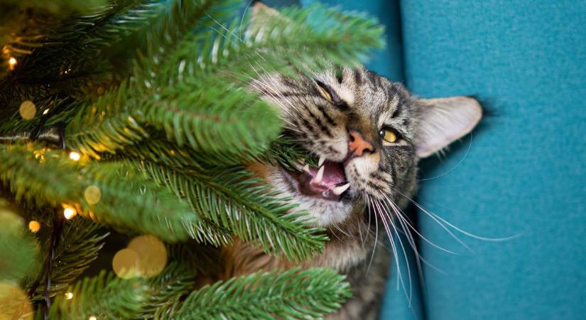 A macskád imádja döntögetni a fát? Íme a cicabiztos karácsonyfa titka!