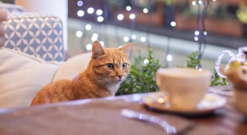 Bezárt a macskás kávézó, mert egy macska miatt elöntötte a víz a kétszintes épületet