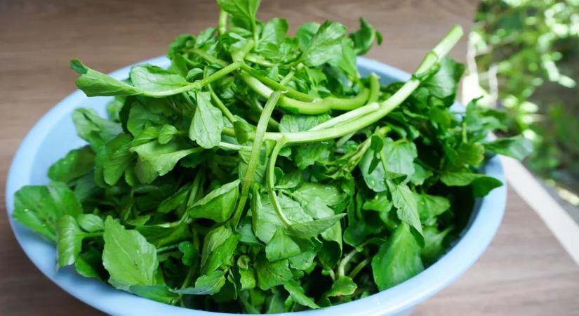 Kiderült, ez a világ legegészségesebb zöldsége