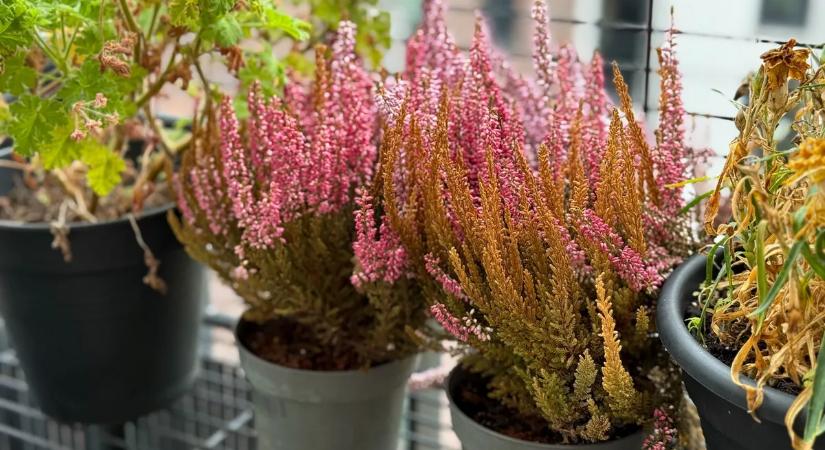 Ezeket a virágokat szerezd be most: tavaszig díszítik a teraszt