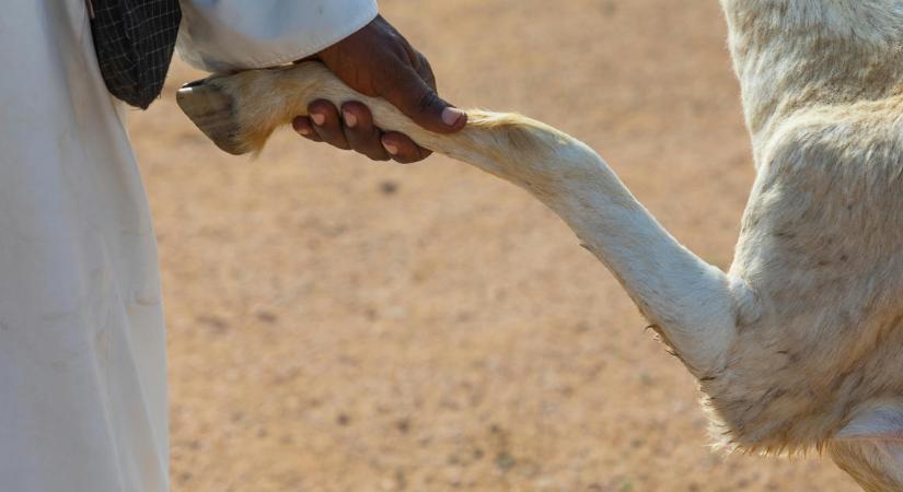 Áttörés: német és kenyai kutatók megállapították, hogy Kelet-Afrikában már évezredek óta isznak kecsketejet