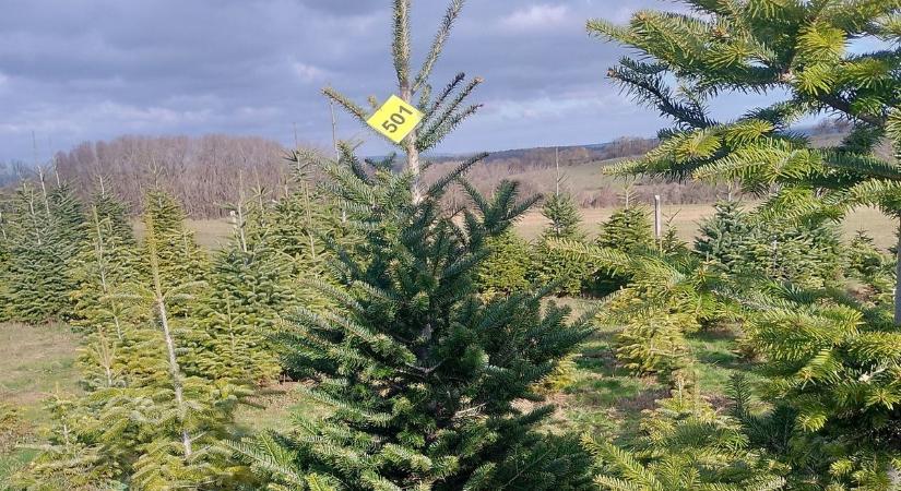 Karácsonyfa: árak, fajták és a legfontosabb tudnivalók egy helyen