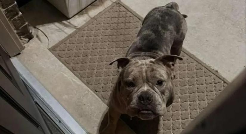 A szomszéd kutyája támadta meg a hároméves kisfiút