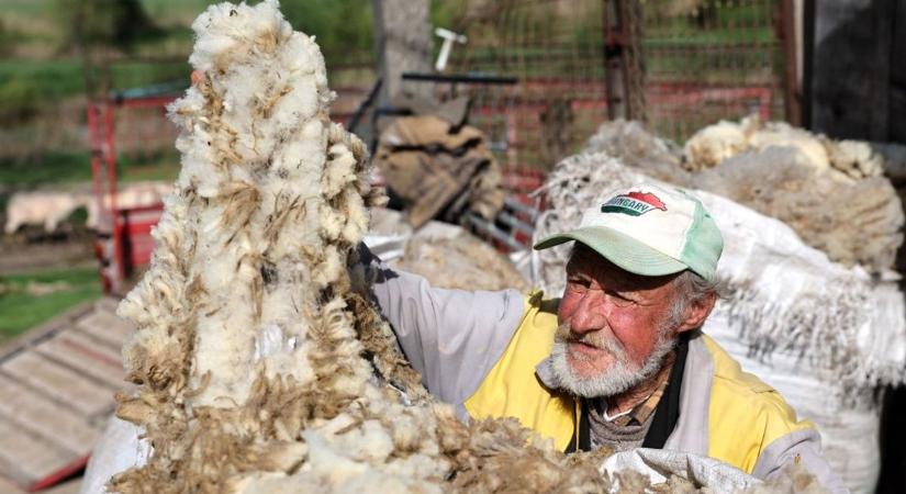 Évente több ezer tonna gyapjú marad parlagon, részben mert szemetekbe öltözködünk