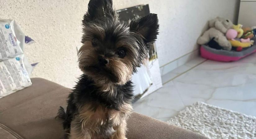 Váratlan fordulat: meglett Lola, a Szegeden eltűnt kutya