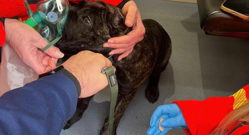 Lángoló lakásból mentették ki a levegőért kapkodó kutyát