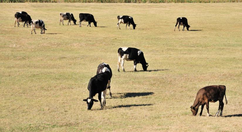 Súlyos gond van a legelők felével: vissza lehet ezt még fordítani?