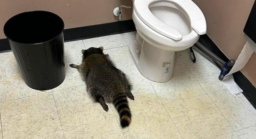 Mattrészeg mosómedvét vett őrizetbe a betöréshez riasztott rendőr egy amerikai üzletben