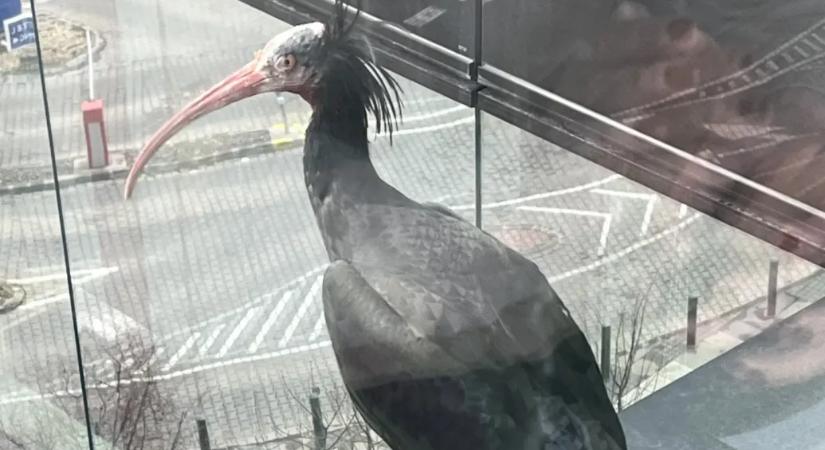 Egy csupasz pofájú, szökött madarat keres az állatkert, utoljára Budán látták
