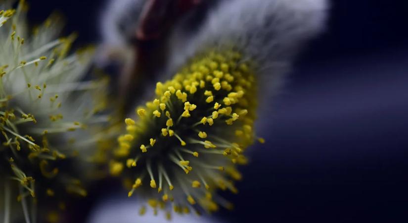 Minden Amit Az Antihisztaminokról Tudni Érdemes Allergia Ellen