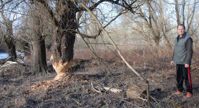 Hódok rágják a fákat a Gemenci erdőben