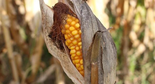 Mikotoxinnal szennyezett kukorica hasznosítására találtak megoldást a MATE kutatói